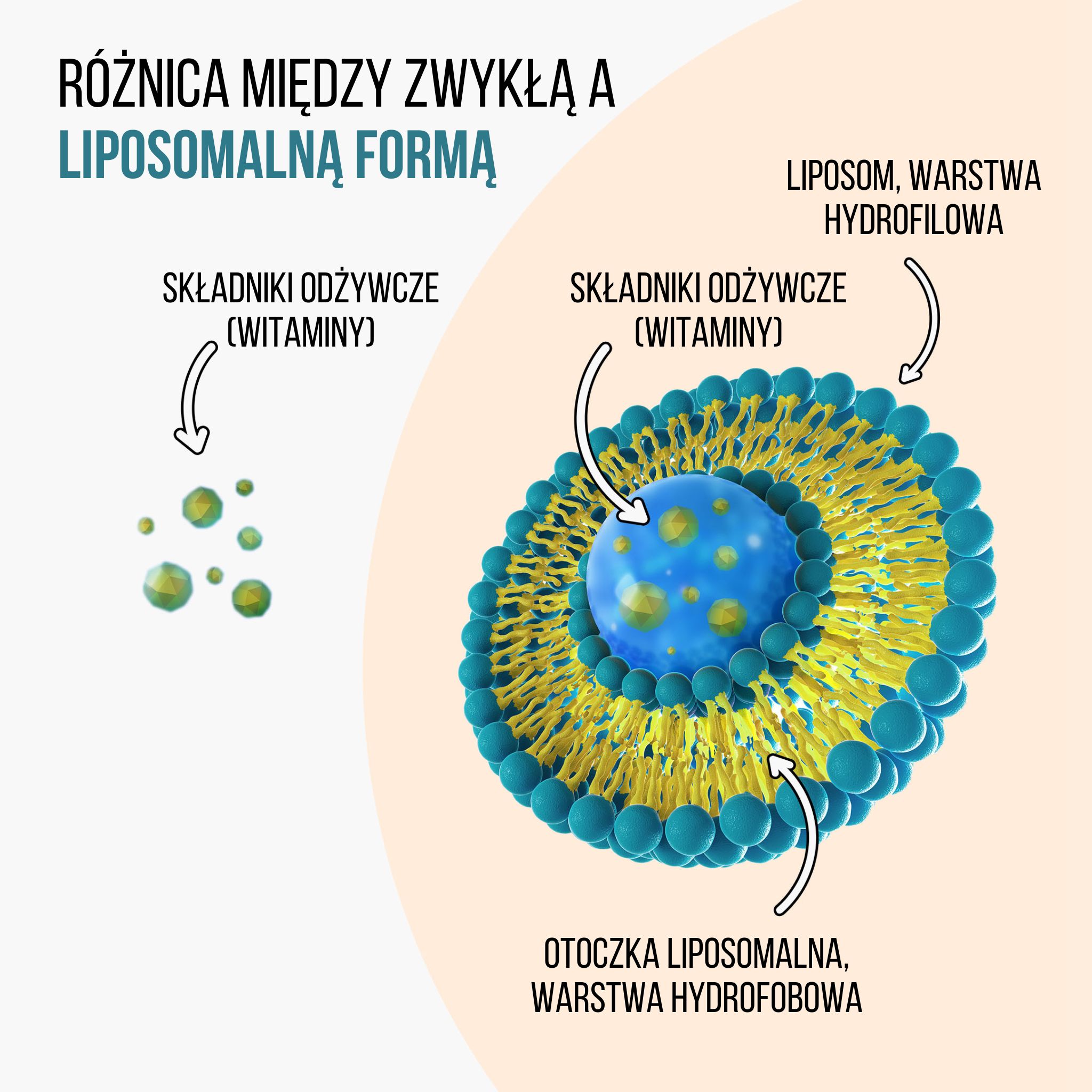 (Polština) lipo vs bezna forma (1) (1)